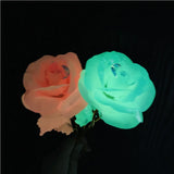 Luminous Rose Flower